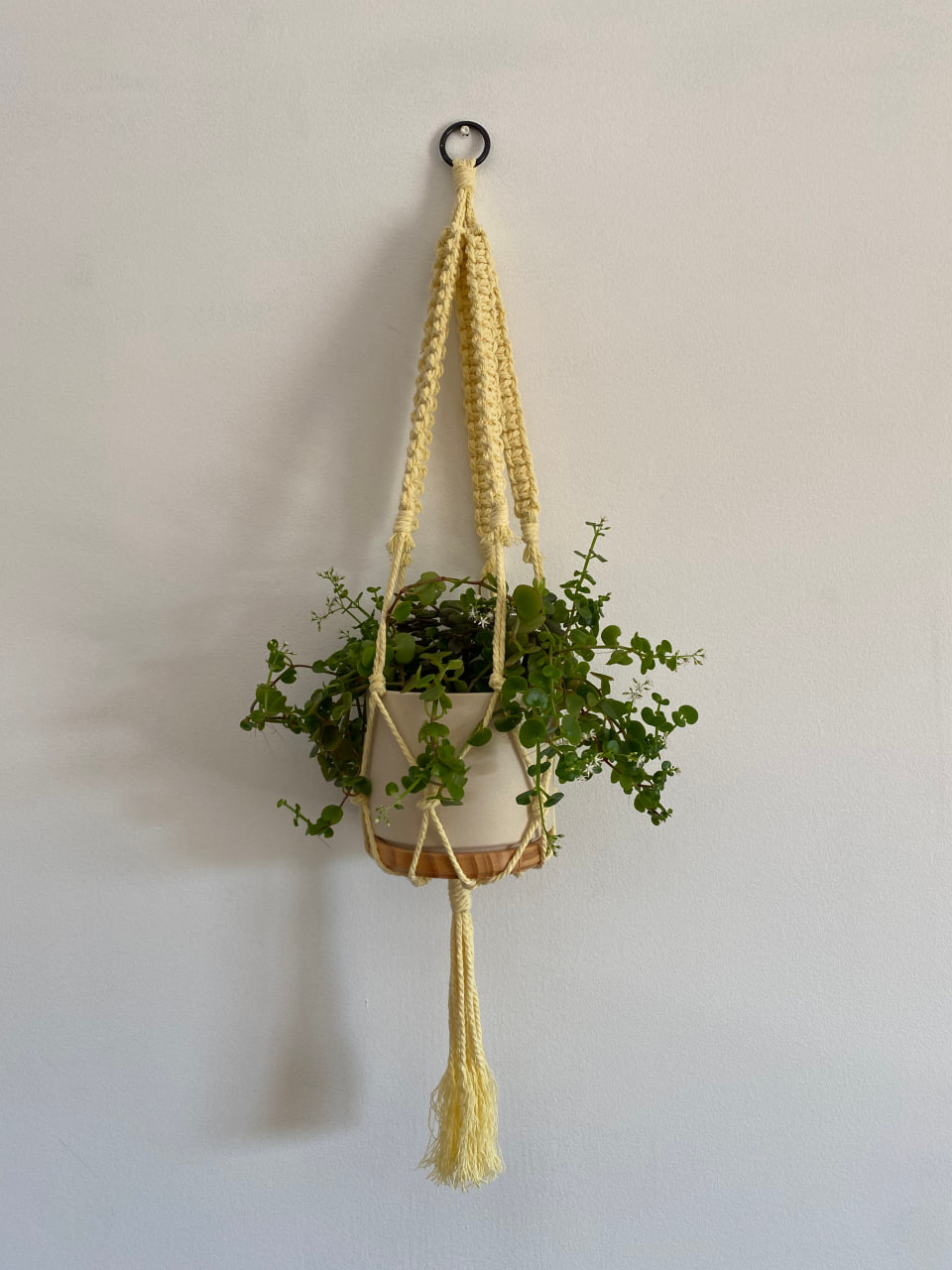 yellow-macrame-plant-hanger-thick-cotton-cord-main