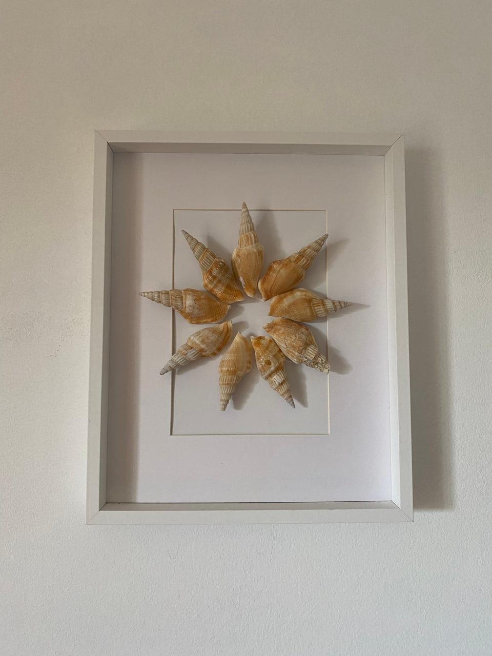 beige-sea-shells-frame-main