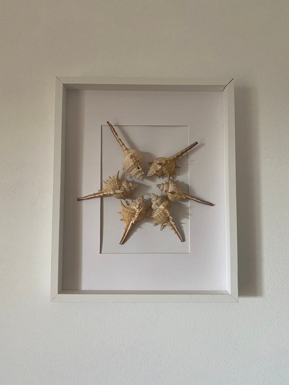 white-beige-sea-shells-frame-main